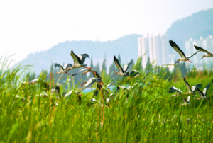 草长莺飞二月天，拂堤杨柳醉春烟